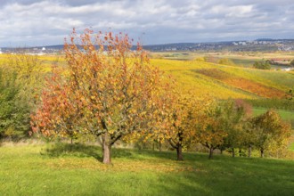 Trees covered with leaves in a slightly hilly autumn landscape, near Strümpfelbach im Remstal,