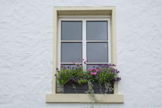 Modern white window with flower box full of colorful blooming plants, Münsterland, North
