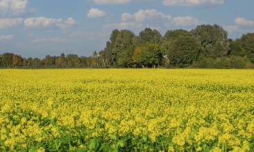 Field with blooming mustard plants, Münsterland, North Rhine-Westphalia, Germany