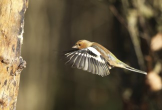 Chaffinch (Fringilla coelebs) male in flight, approach to forage wood, winter feeding, Allgäu,