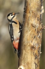 Woodpecker (Dendrocopos major) an der Winterfütterung, Allgäu, Bavaria, Germany, Allgäu, Bavaria,
