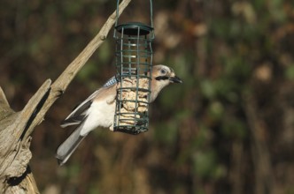 Jays (Garrulus glandarius) feeding in the forest, Allgäu, Bavaria, Germany, Allgäu, Bavaria,