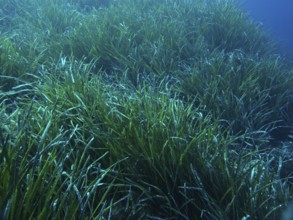Dense seagrass meadow of Neptune's grass (Posidonia oceanica) under water that covers the seabed in