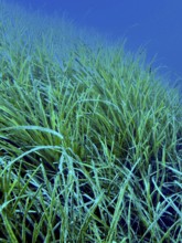 Dense seagrass, Neptune grass (Posidonia oceanica), underwater in the ocean extending into the