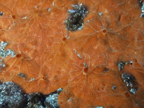 Close-up of red crustal sponge (Crambe crambe) with organic pattern underwater in the Mediterranean