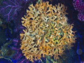 Detailed view of orange spiked sponge (Acanthella acuta) with complex structure in the