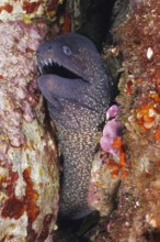 A Mediterranean moray (Muraena helena) with an open mouth in a narrow crevice in the Mediterranean