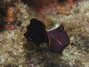 Black yellow-burn flatworm (Prostheceraeus splendidus), swirl worm, with yellow border on