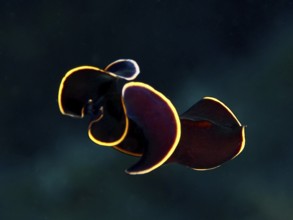 Black yellow-burn flatworm (Prostheceraeus splendidus), swirl worm, with bright yellow border in