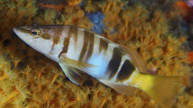 Colourful fish with stripes, bass (Serranus scriba), swimming near a bright yellow reef in the