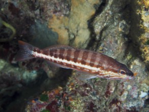 Striped fish, sawbass (Serranus cabrilla), in an underwater environment in the Mediterranean near
