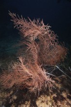 Orange fan coral (Lophogorgia ceratophyta) in a dark, deep stretch of sea in the Mediterranean near