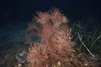 Orange fan coral (Lophogorgia ceratophyta) in deep marine environment, surrounded by darkness in