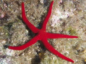 Bright red orange starfish (Hacelia attenuata) at the bottom of a reef in the Mediterranean near
