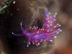 Bright red-purple thread snail (Edmundsella pedata) with tentacles against a dark background in the