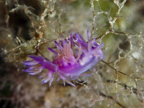 Red purple thread snail (Edmundsella pedata) with tentacles glides along seaweed under water in the