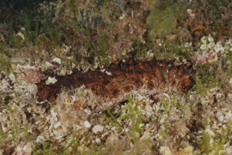 Brown tubular sea cucumber (Holothuria tubulosa), sea cucumber, on the seabed, surrounded by plants