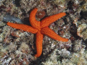 Bright red starfish (Echinaster sepositus) rests on a coral reef on the ocean floor in the