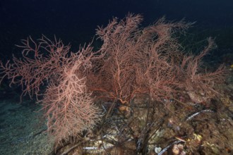 Orange fan coral (Lophogorgia ceratophyta) on the seabed, surrounded by dark underwater atmosphere