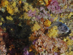 A Mediterranean moray eel (Muraena helena) rests amidst colorful corals in a detailed underwater