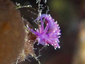 Red-purple thread snail (Edmundsella pedata) with dynamic tentacles in the marine environment in