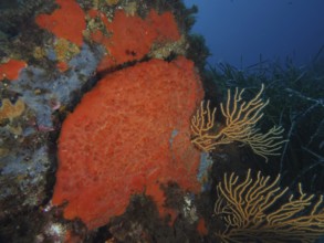 Large orange upholstery sponge (Reniera fulva) on sea wall, lined with corals and seagrass in the