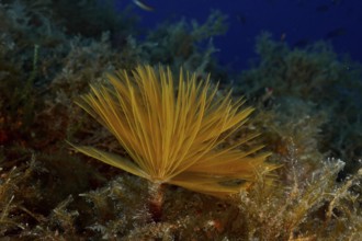 Yellow screw sabelle (Sabella spallanzanii), Sabelle, grows among algae under water in the