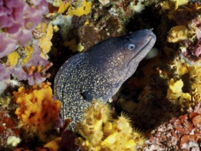 A Mediterranean moray (Muraena helena) is hidden in a colorful underwater landscape with