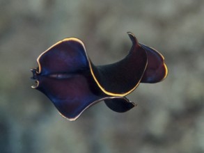 Curved black yelburn flatworm (Prostheceraeus splendidus), swirl worm, with bright yellow