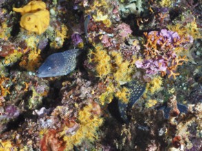 A Mediterranean moray eel (Muraena helena) moves through a rich coral reef with orange-yellow