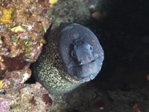 Close-up of a Mediterranean moray eel (Muraena helena) curiously looking out of a dark hole, in the