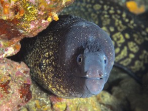 Close-up of a Mediterranean moray (Muraena helena) looking out of a rocky outcrop, in the