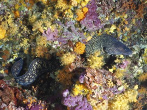 Mediterranean moray eel (Muraena helena) snakes through glowing corals surrounded by yellow and