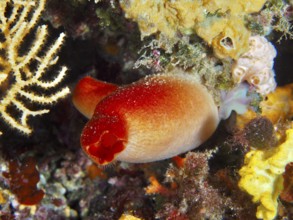 Red sea silk (Halocynthia papillosa) surrounded by corals and colorful underwater vegetation in the