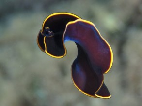 Elegant black yelburn flatworm (Prostheceraeus splendidus), swirl worm, with black body and bright