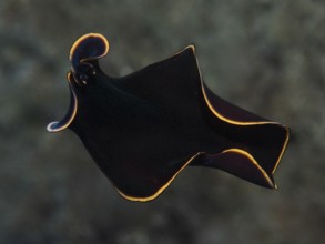 Elegant black yelburn flatworm (Prostheceraeus splendidus), swirl worm, with glowing yellow edge in