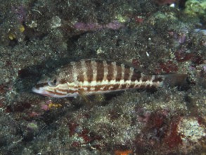 Striped fish, sawbass (Serranus cabrilla), among algae on the seabed in the Mediterranean near