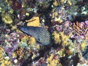 A camouflaged Mediterranean moray eel (Muraena helena) between colorful corals and spotted yellow