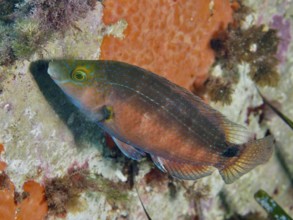 A Mediterranean wrapfish (Symphodus mediterraneus) swims underwater next to an orange wall, in the