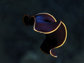 Black yellow-burn flatworm (Prostheceraeus splendidus), swirl worm, with curved body and yellow