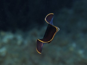 Black yellow-burn flatworm (Prostheceraeus splendidus), swirl worm, with yellow-bordered contours