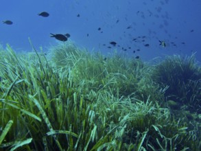 Dense seagrass meadow of Neptune grass (Posidonia oceanica) under water with small fish in the