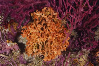 Orange spiked sponge (Acanthella acuta) nestled in a dense, purple coral landscape in the