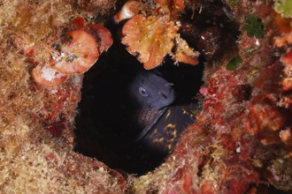 A Mediterranean moray (Muraena helena) hides underwater in a dark red cave, in the Mediterranean