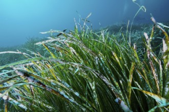 Close-up of seagrass, Neptune grass (Posidonia oceanica), underwater growing in the ocean, in the