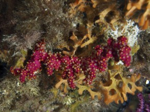 Vivid red coral structure with organic growth, Mediterranean sea hand (Alcyonium acaule), in an