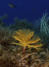 Yellow screw sabelle (Sabella spallanzanii), Sabelle, in front of blue water, surrounded by