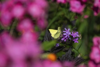 Lemon butterfly (Gonepteryx rhamni) sits on purple flowers of a flame flower or phlox, Finland