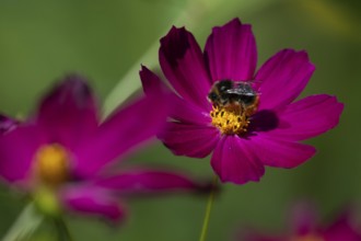 Bumblebee collects nectar on a pink jewelry basket (Cosmos bipinnatus), Finland