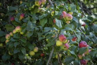 Red-yellow apples (Malus) hanging on a branch, Finland
